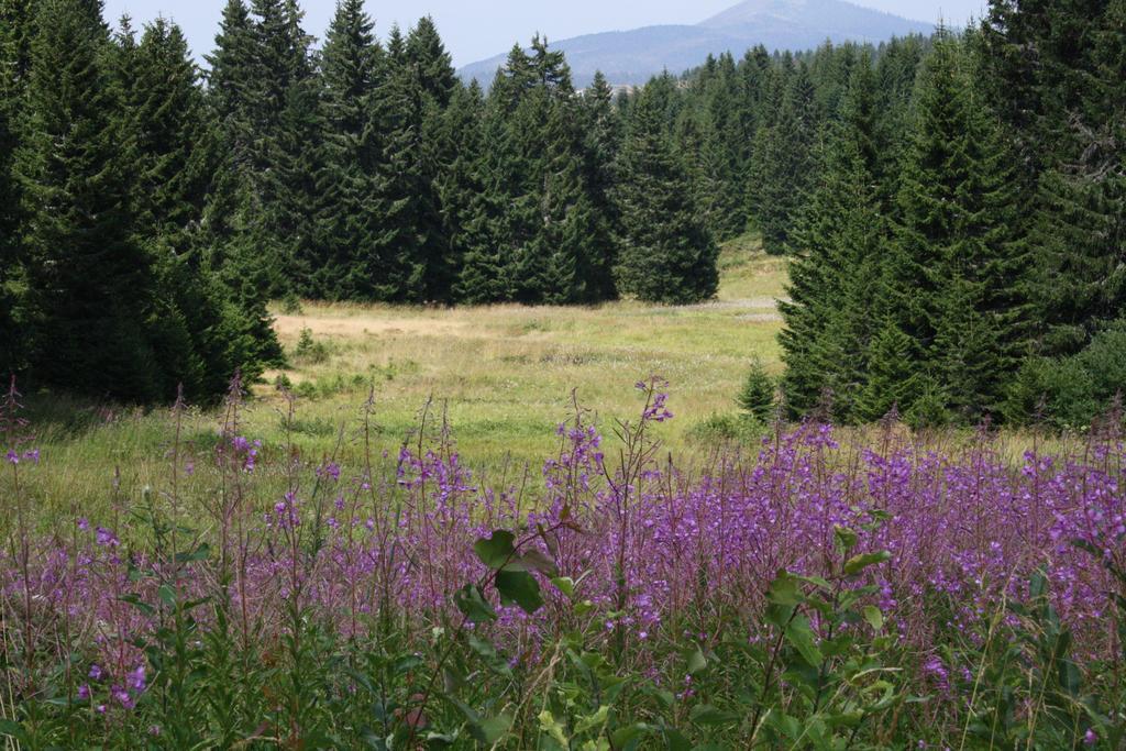 Apartment G6 Kopaonik Exteriör bild